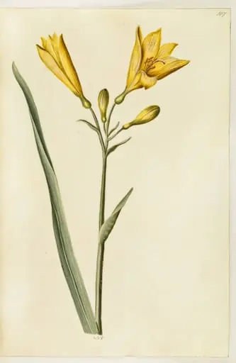 Hemerocallis lilioasphodelus (gul daglilje)