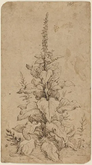A Foxglove in Bloom, by Hendrick Goltzius