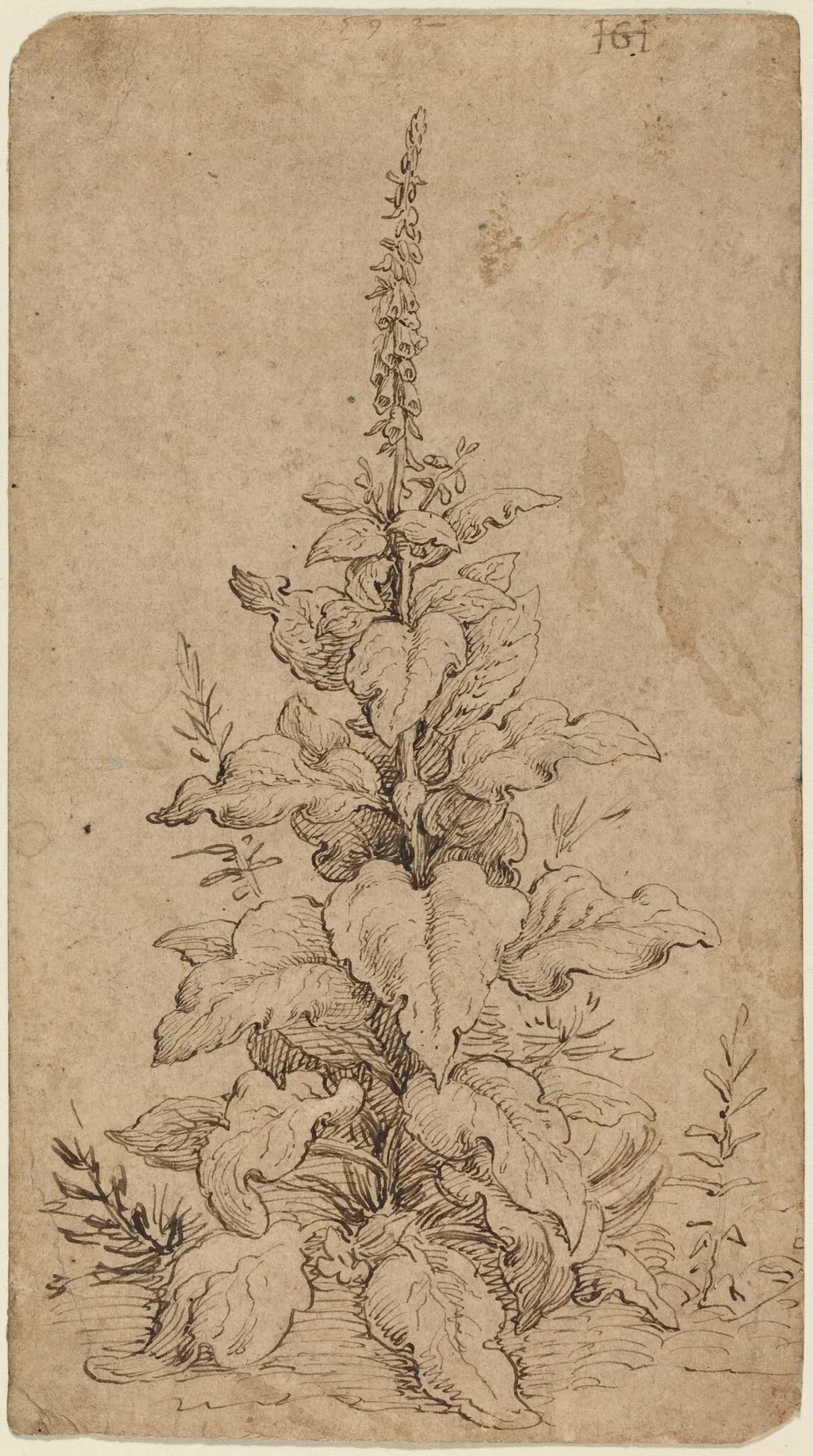A Foxglove in Bloom, by Hendrik Goltzius, ink, 1592