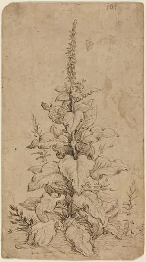 A Foxglove in Bloom, by Hendrik Goltzius