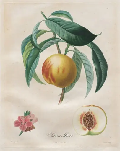 Traité des arbres fruitiers:  Chancellière