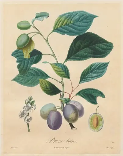Traité des arbres fruitiers:  Prune bifère, by Henri Louis Duhamel du Monceau