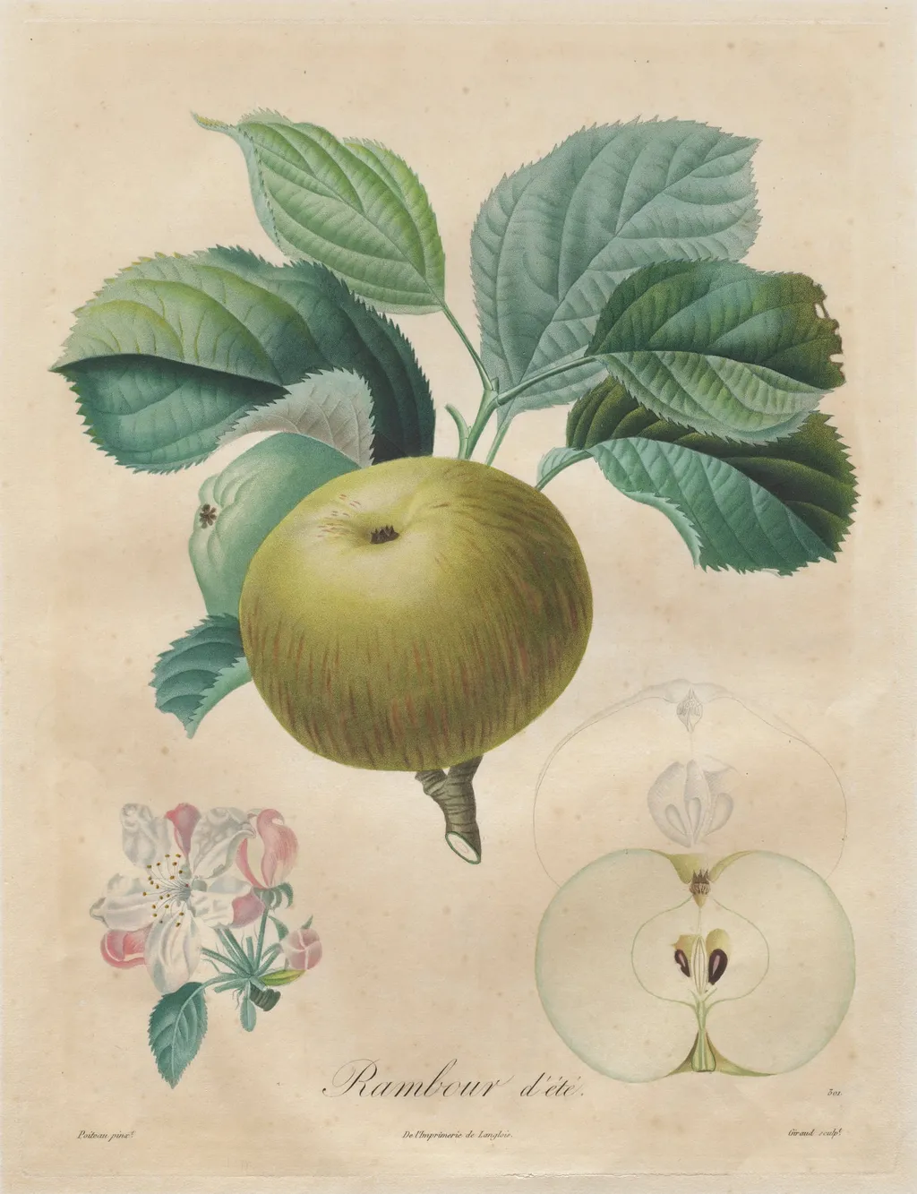 Traité des arbres fruitiers: Rambour d'été, by Henri Louis Duhamel du Monceau