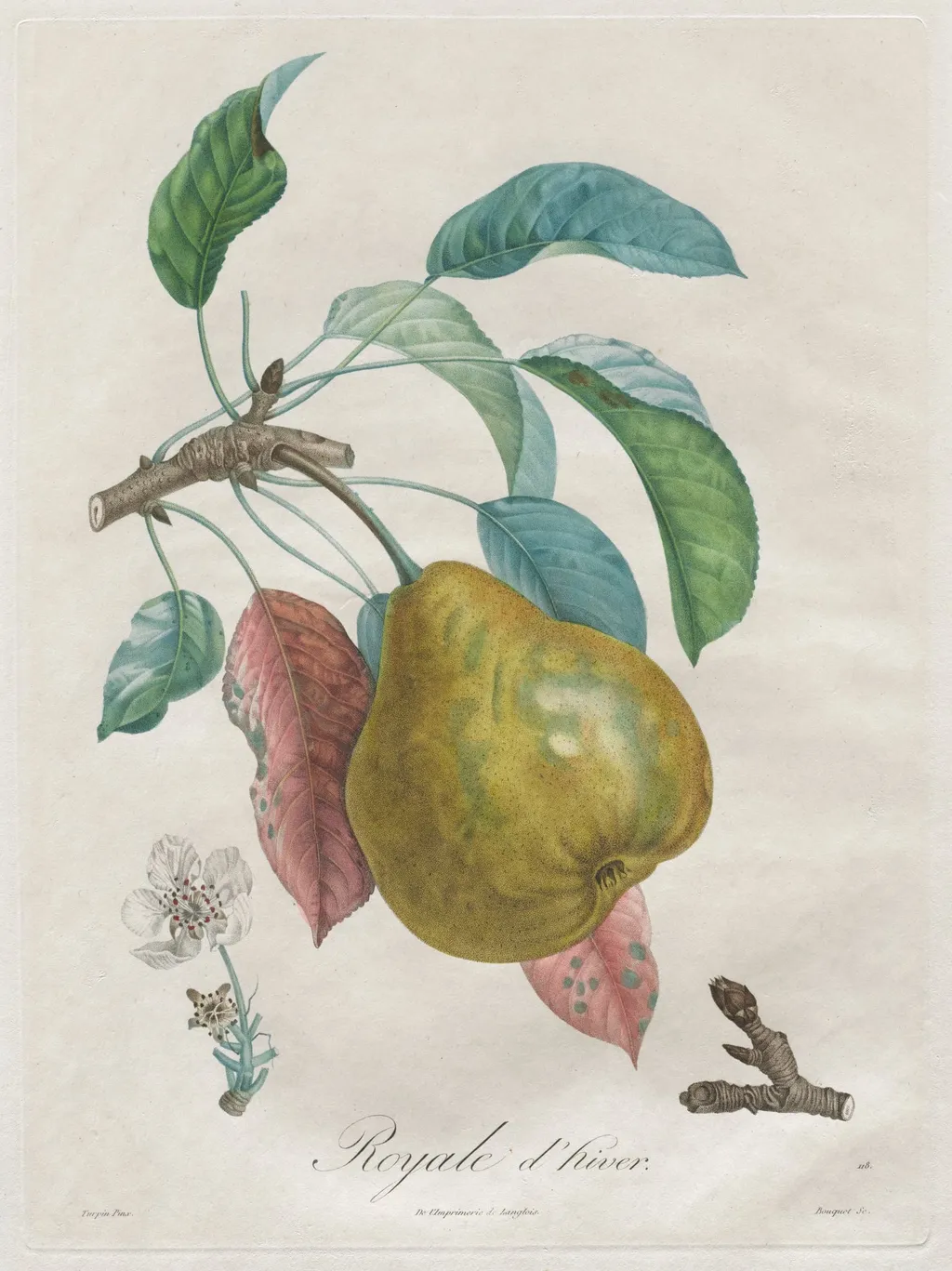Traité des arbres fruitiers: Royal d'hiver, by Henri Louis Duhamel du Monceau