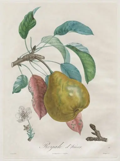 Traité des arbres fruitiers: Royal d'hiver, by Henri Louis Duhamel du Monceau