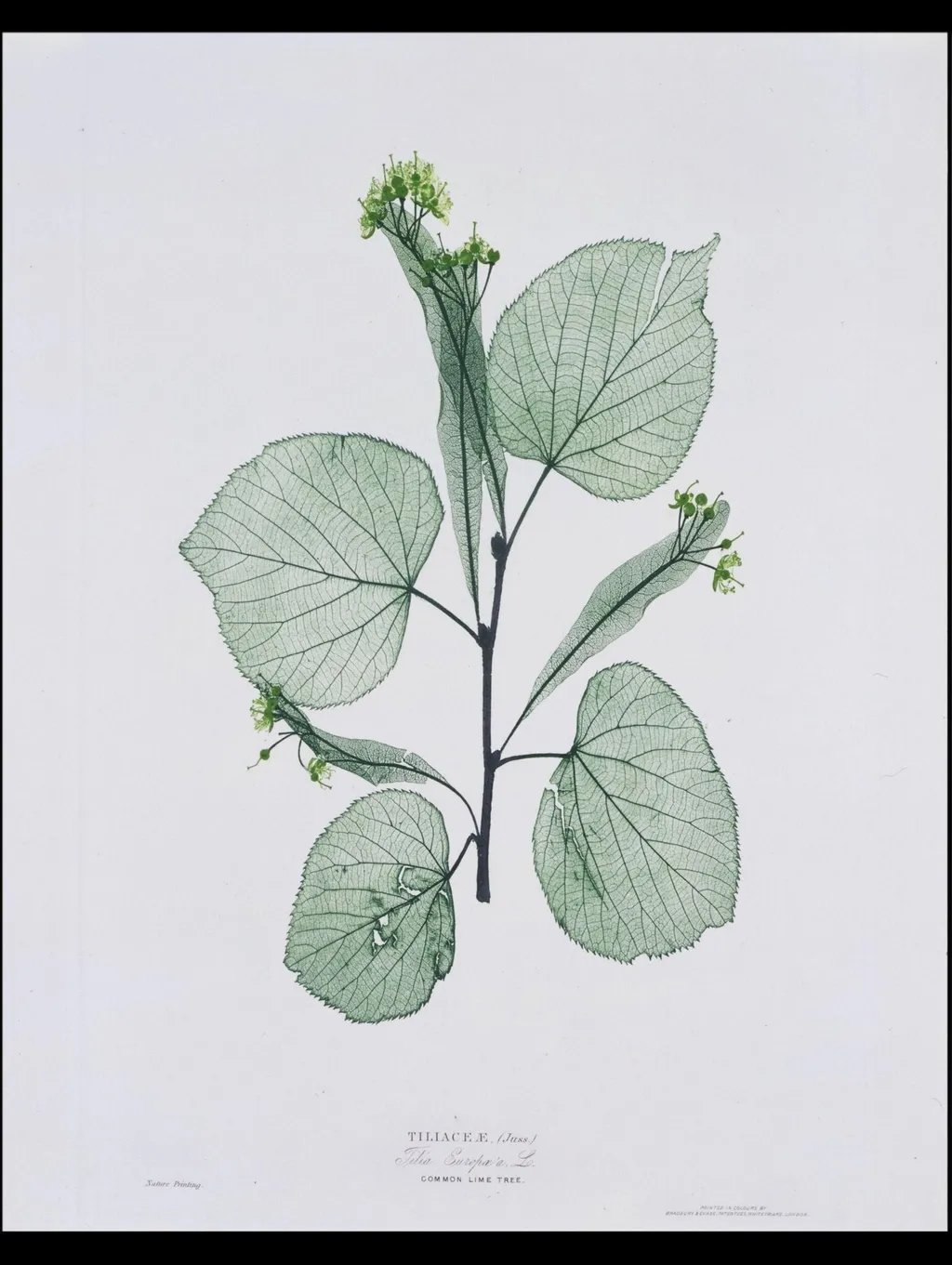 A Few Leaves from the Newly-Invented Process of "Nature-Printing", by Henry Bradbury, 1854