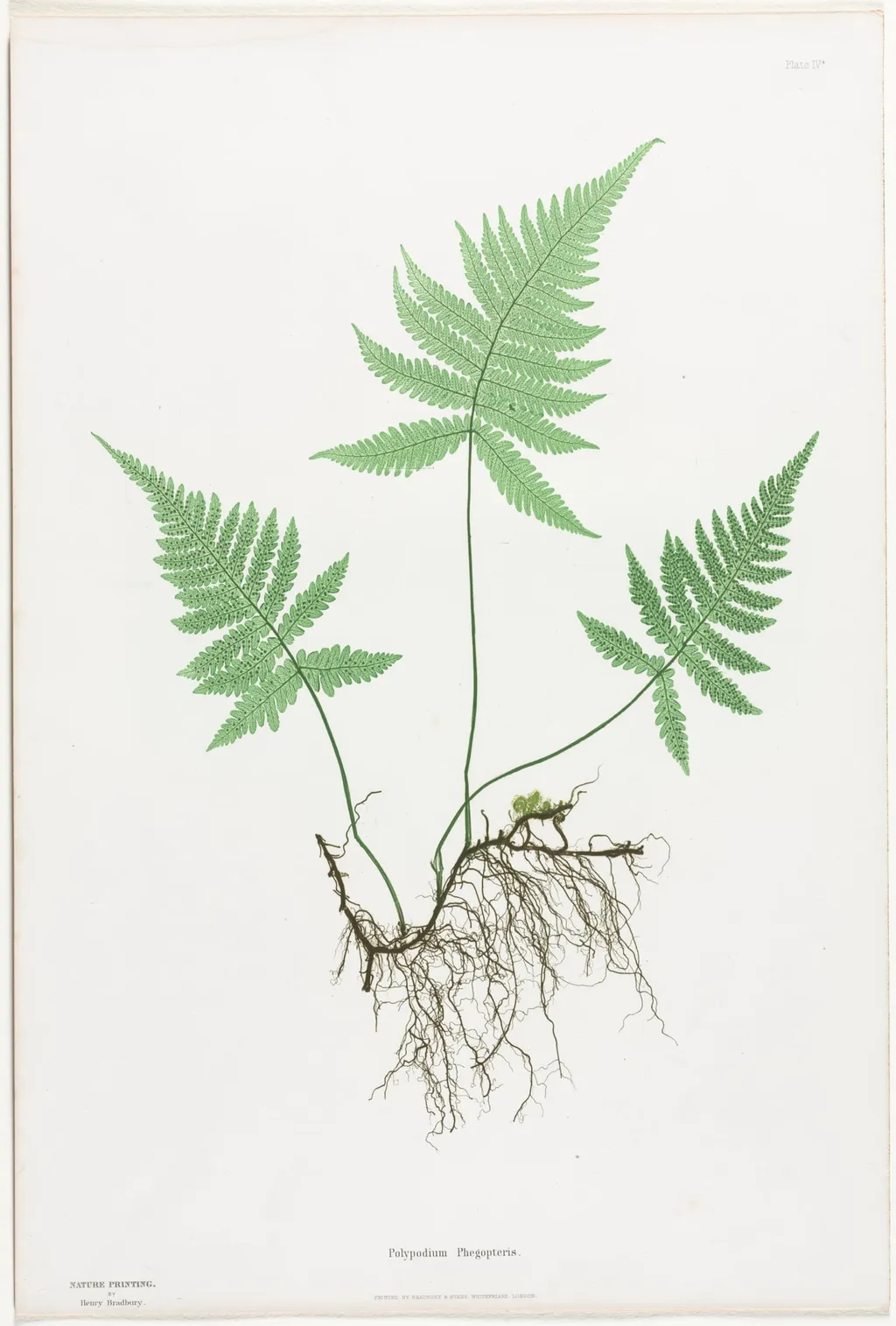 Ferns of Great Britain and Ireland: Polypodium Phegopteris, by Henry Bradbury, 1856