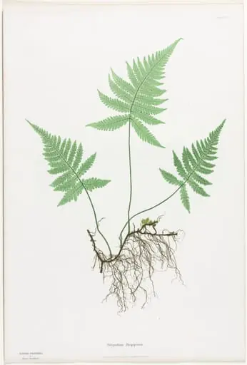 Ferns of Great Britain and Ireland: Polypodium Phegopteris, by Henry Bradbury