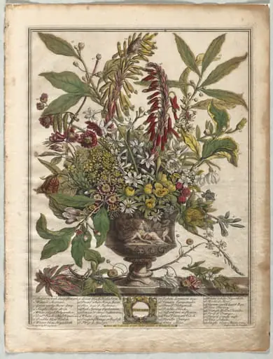 Twelve Months of Flowers: January, by Henry Fletcher