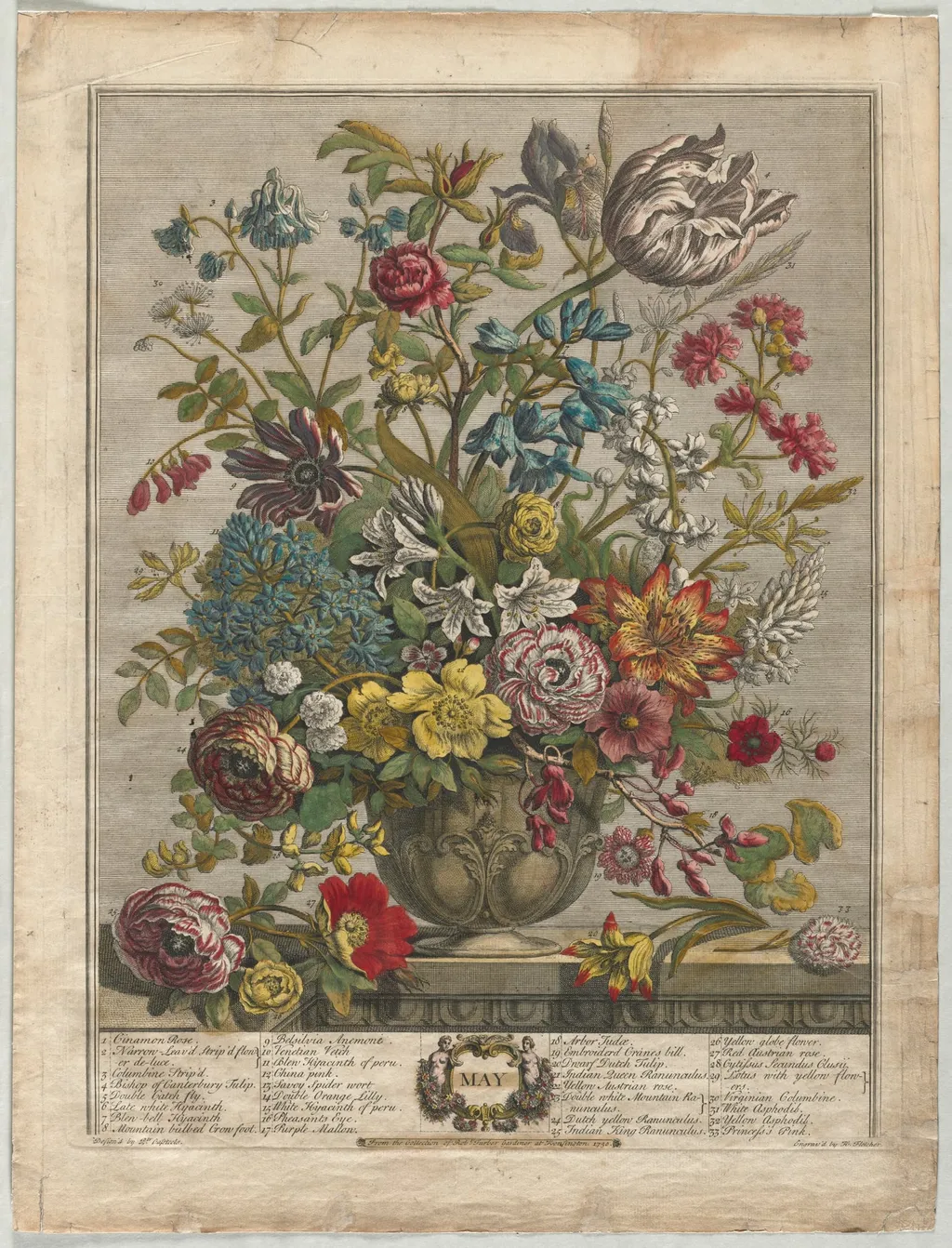 Twelve Months of Flowers: May, by Henry Fletcher, 1730