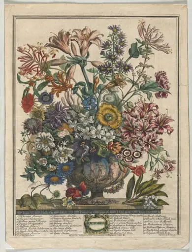 Twelve Months of Flowers: October, by Henry Fletcher