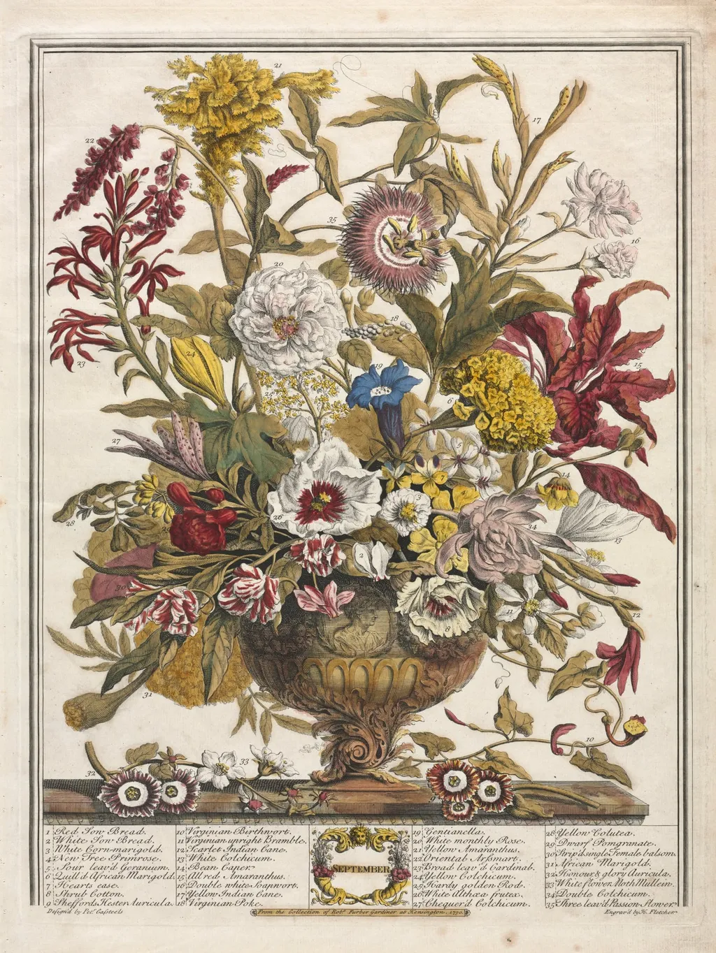 Twelve Months of Flowers: September, by Henry Fletcher, 1730