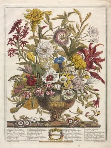 Twelve Months of Flowers: September, by Henry Fletcher