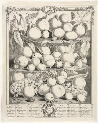 Twelve Months of Fruit: August, by Henry Fletcher