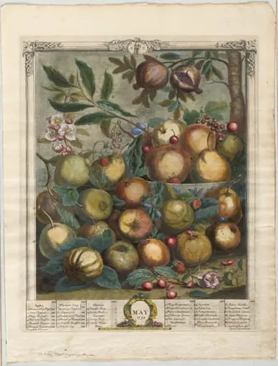 Twelve Months of Fruit: May, by Henry Fletcher