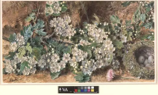 Hawthorn Blossoms and Bird's Nest, by Henry Hunt