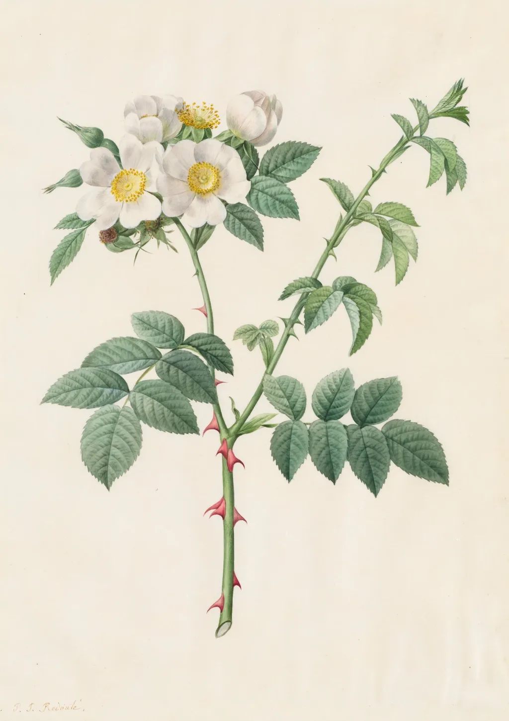 Brier Bush Rose or Dog Rose (Rosa Leucantha), by Henry Joseph Redouté, 1820