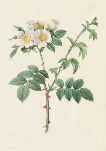 Brier Bush Rose or Dog Rose (Rosa Leucantha), by Henry Joseph Redouté
