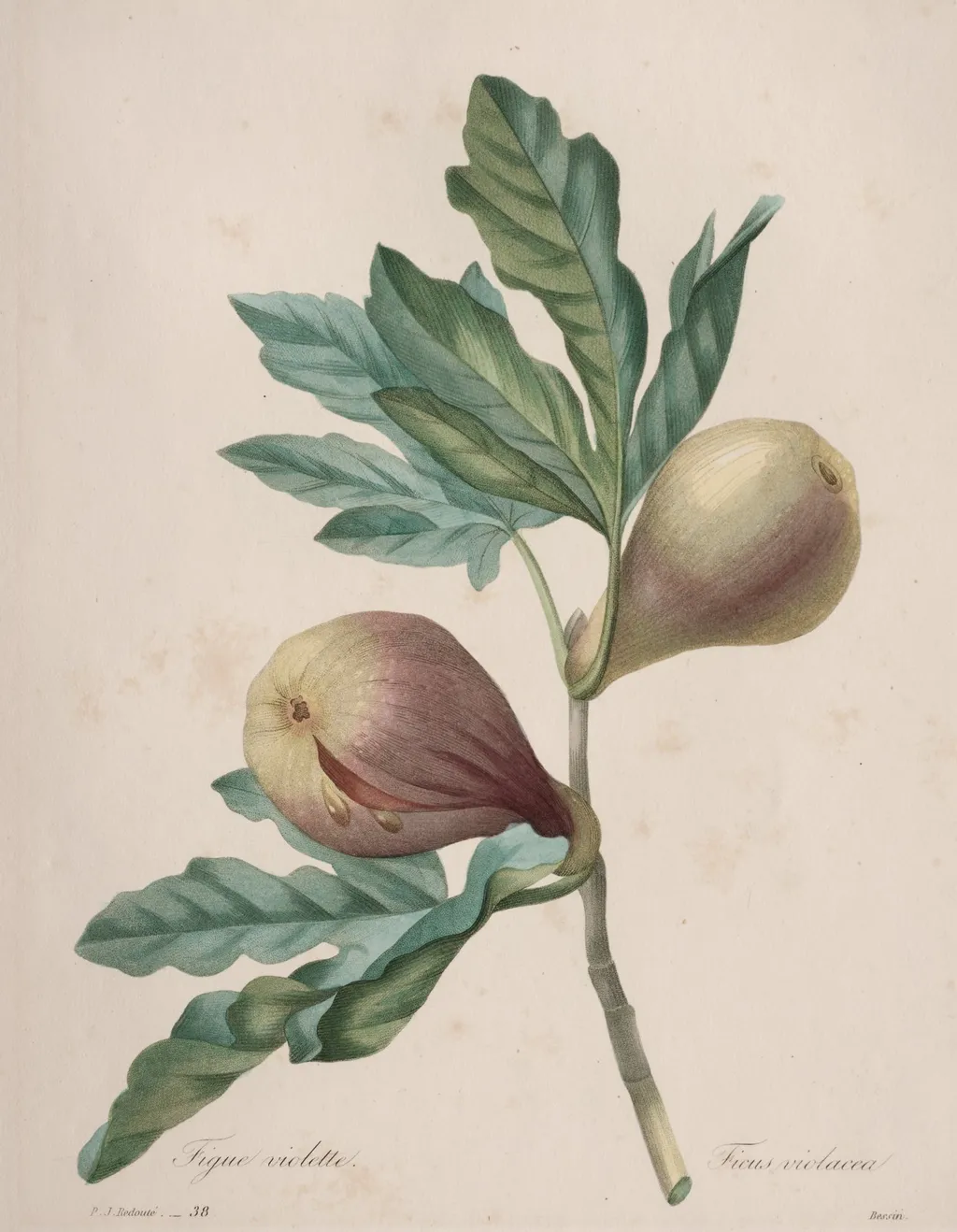 Choix des plus belles fleurs...plus beaux fruits: Figue Violette, by Henry Joseph Redouté, 1827