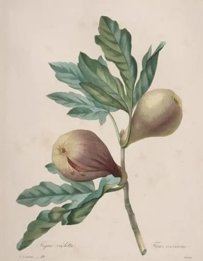 Choix des plus belles fleurs...plus beaux fruits: Figue Violette, by Henry Joseph Redouté