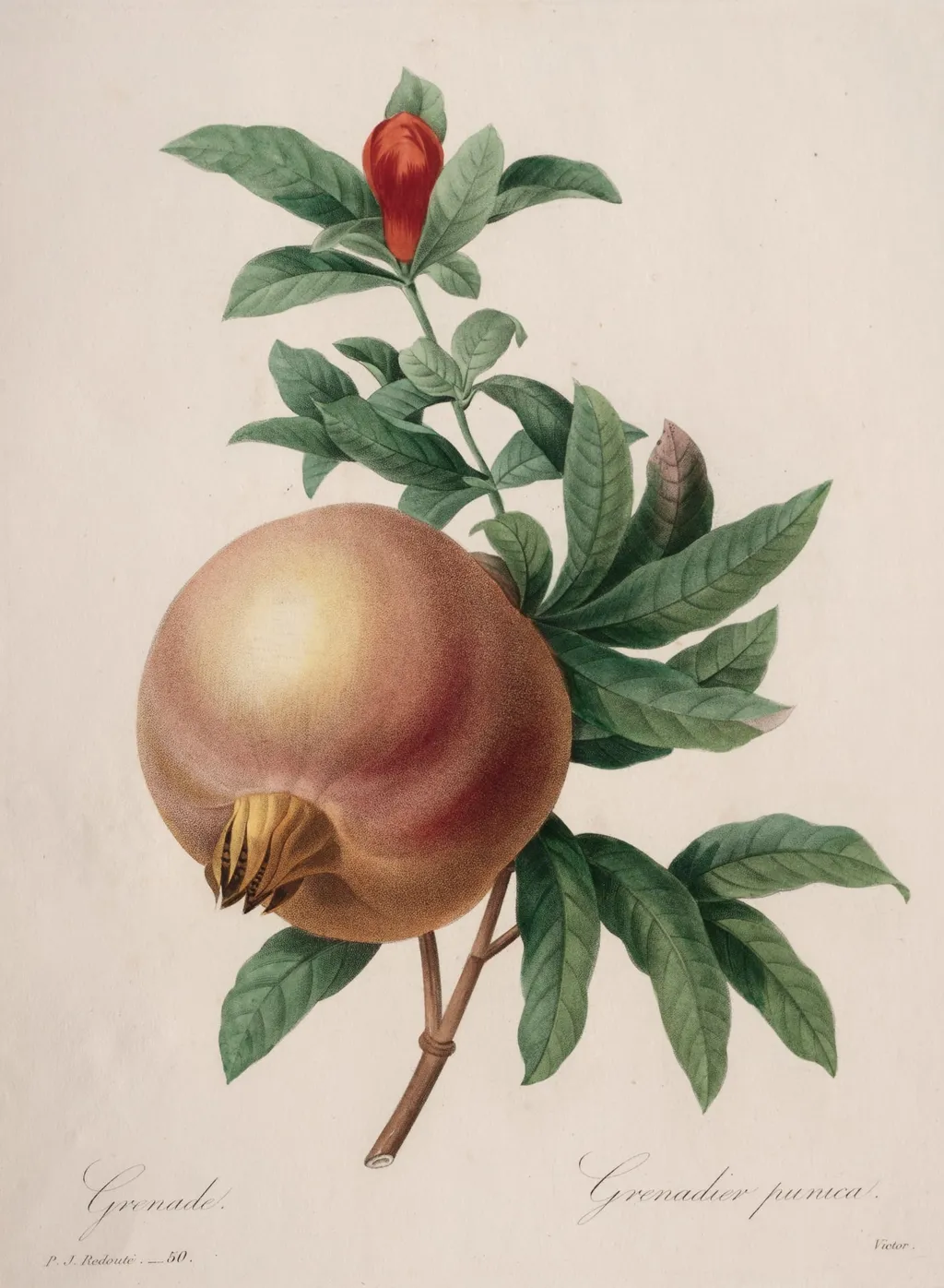 Choix des plus belles fleurs...plus beaux fruits: Grenade, by Henry Joseph Redouté, 1827