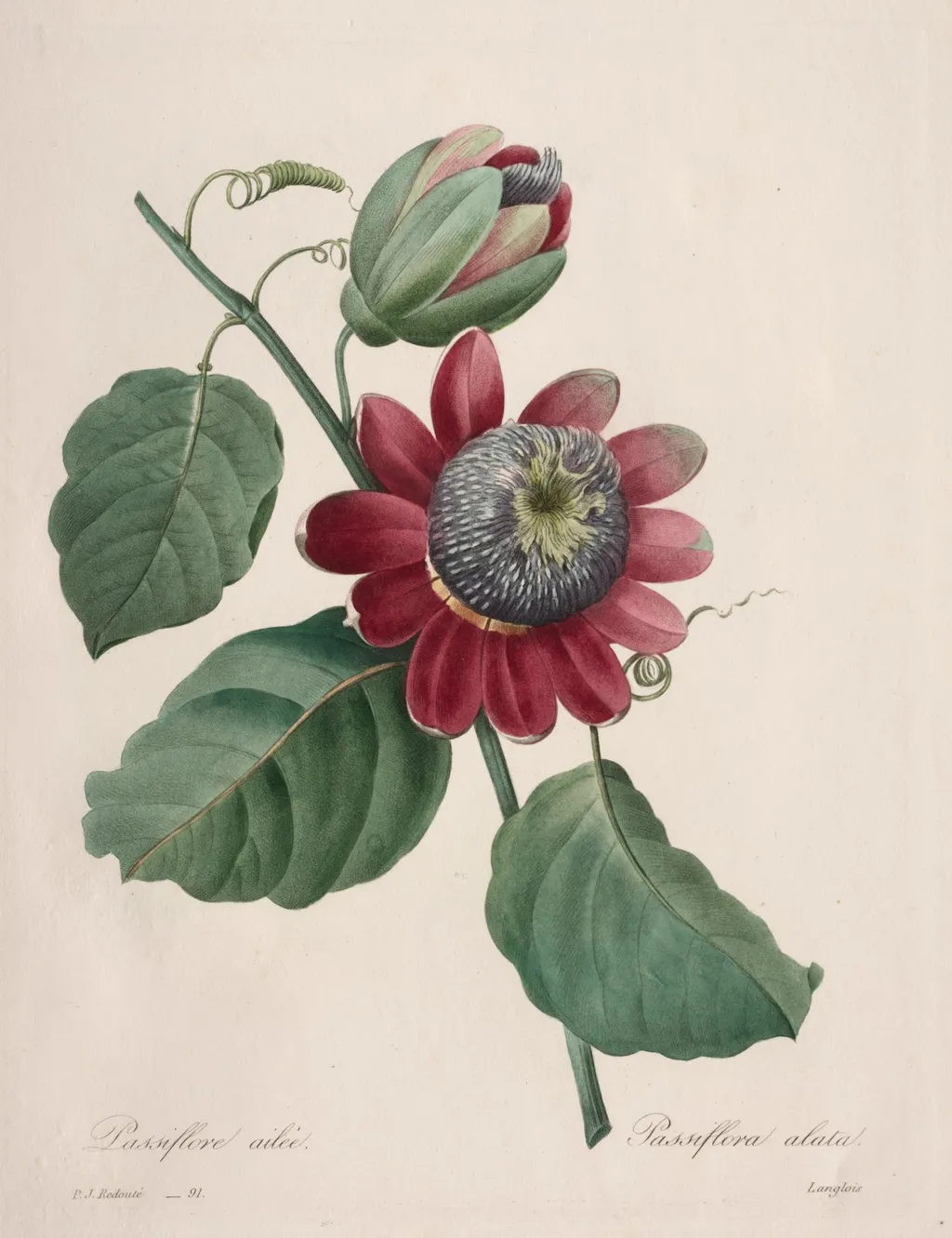 Choix des plus belles fleurs...plus beaux fruits: Passiflore ailee, by Henry Joseph Redouté, 1827
