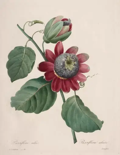 Choix des plus belles fleurs...plus beaux fruits: Passiflore ailee, by Henry Joseph Redouté