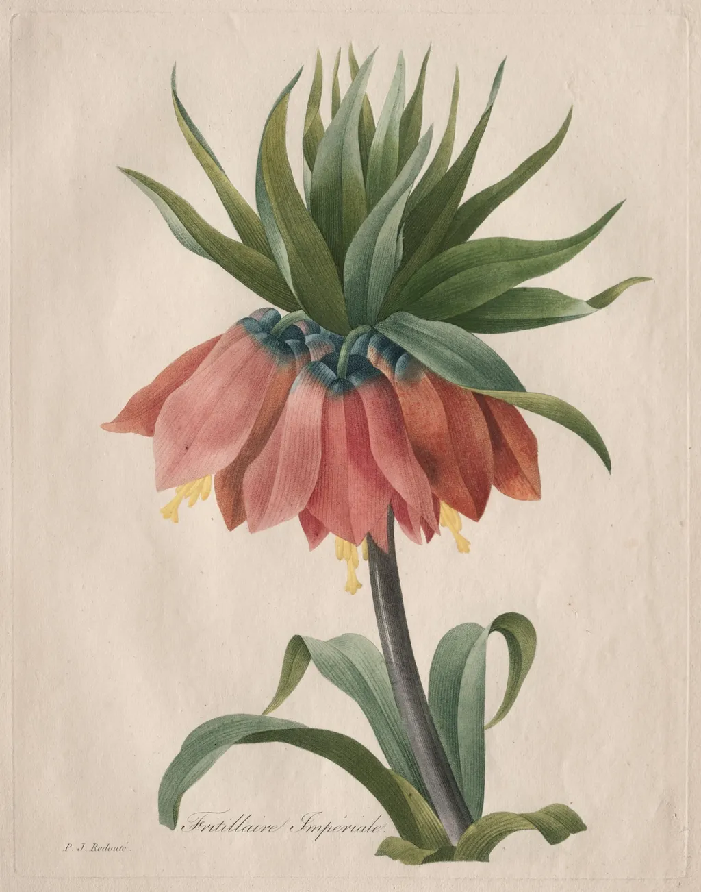 Crown Imperial Fritillary, by Henry Joseph Redouté, 1827