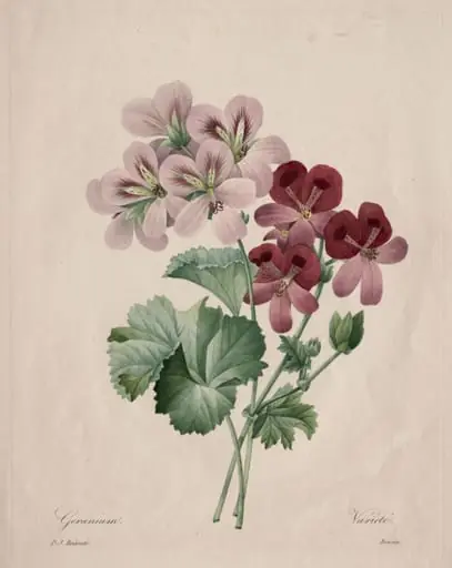 Geranium, by Henry Joseph Redouté