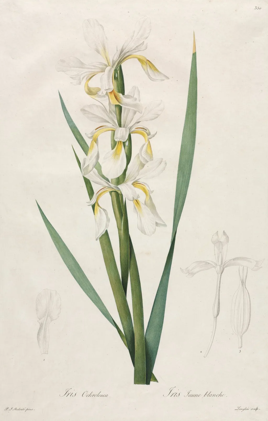 Gold-banded Iris, by Henry Joseph Redouté, 1812