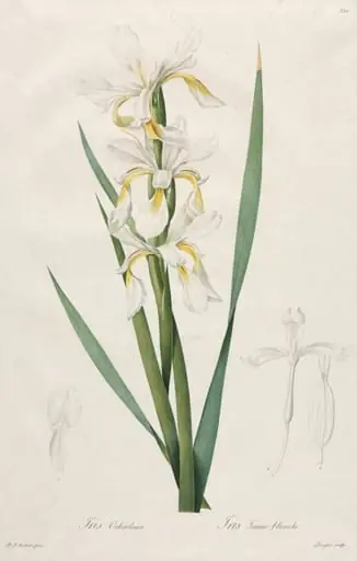 Gold-banded Iris, by Henry Joseph Redouté