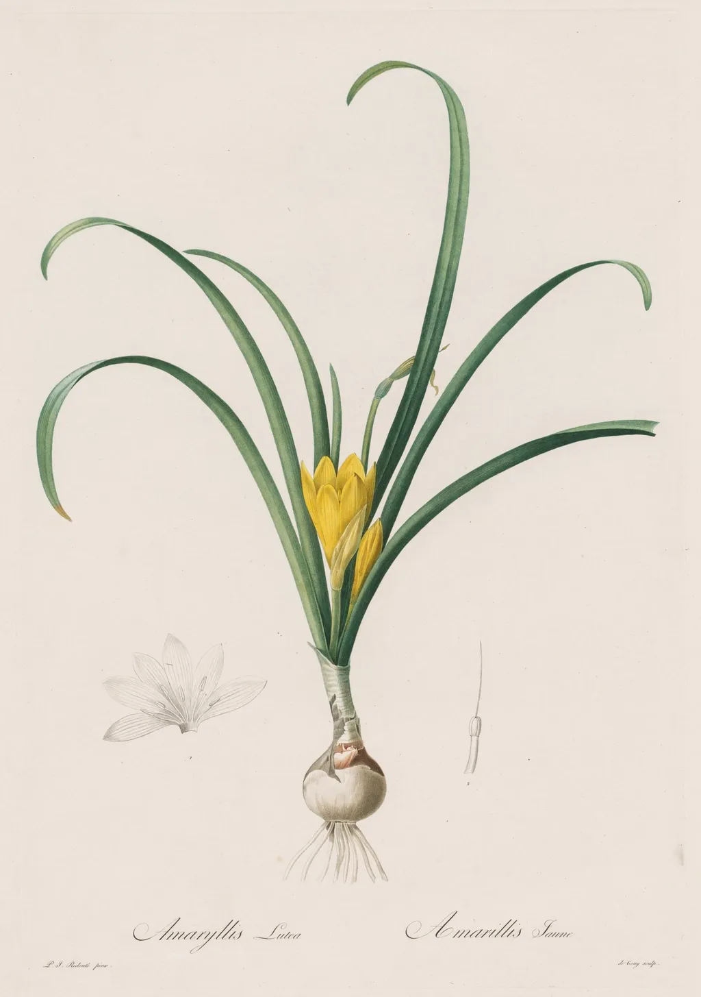 Les Liliacées: Amaryllis Lutes, by Henry Joseph Redouté, 1809
