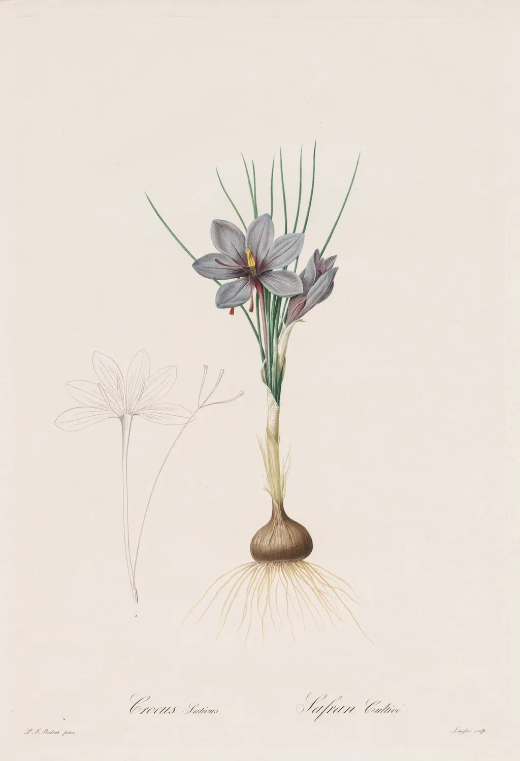 Les Liliacées: Crocus Sativus, by Henry Joseph Redouté, 1809