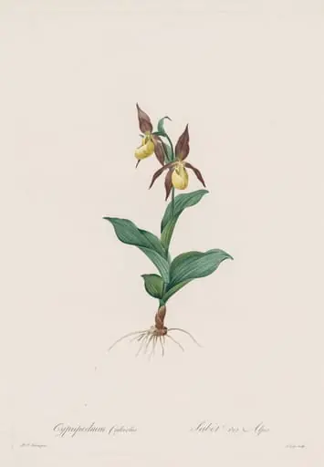 Les Liliacées: Cypripedium calceolus, by Henry Joseph Redouté
