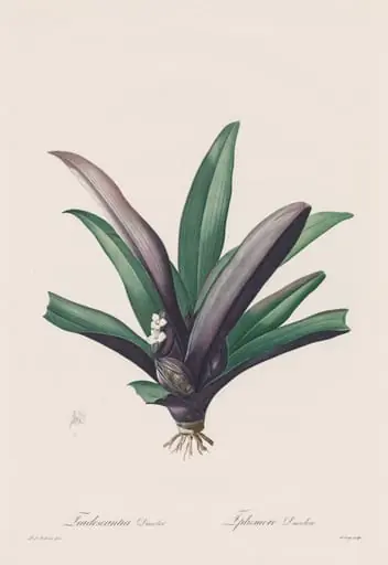 Les Liliacées: Tradescantia discolor, by Henry Joseph Redouté
