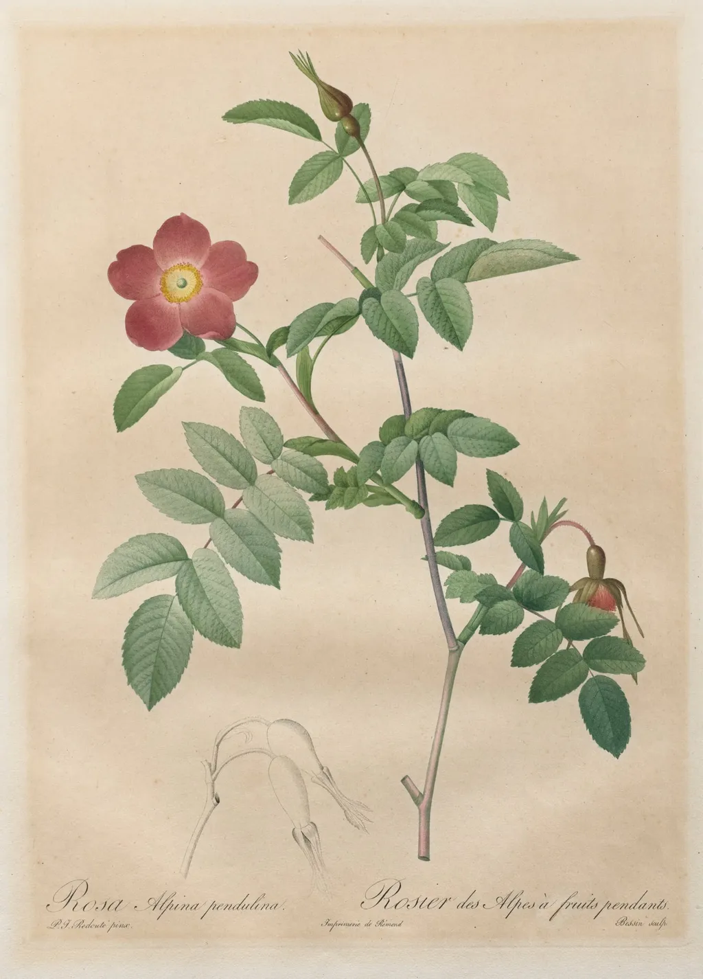 Les Roses: Rosa alpina pendulina, by Henry Joseph Redouté, 1820