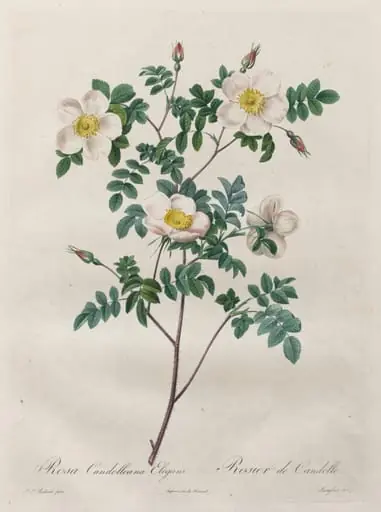 Les Roses:  Rosa Candolleana Elegans, by Henry Joseph Redouté