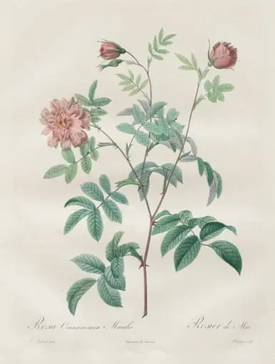 Les Roses:  Rosa cinnamomea, by Henry Joseph Redouté