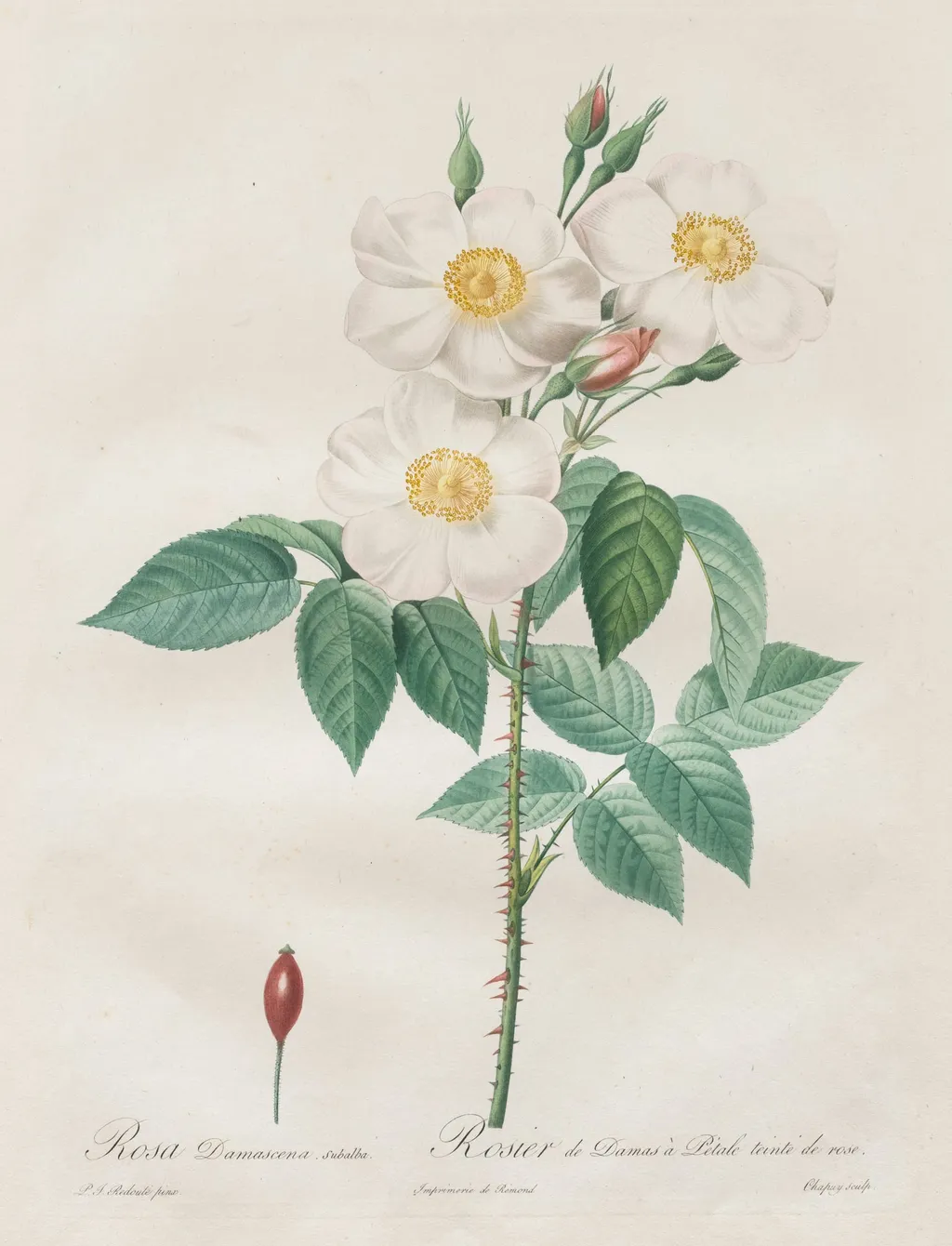 Les Roses: Rosa Damascena, subalba, by Henry Joseph Redouté, 1820