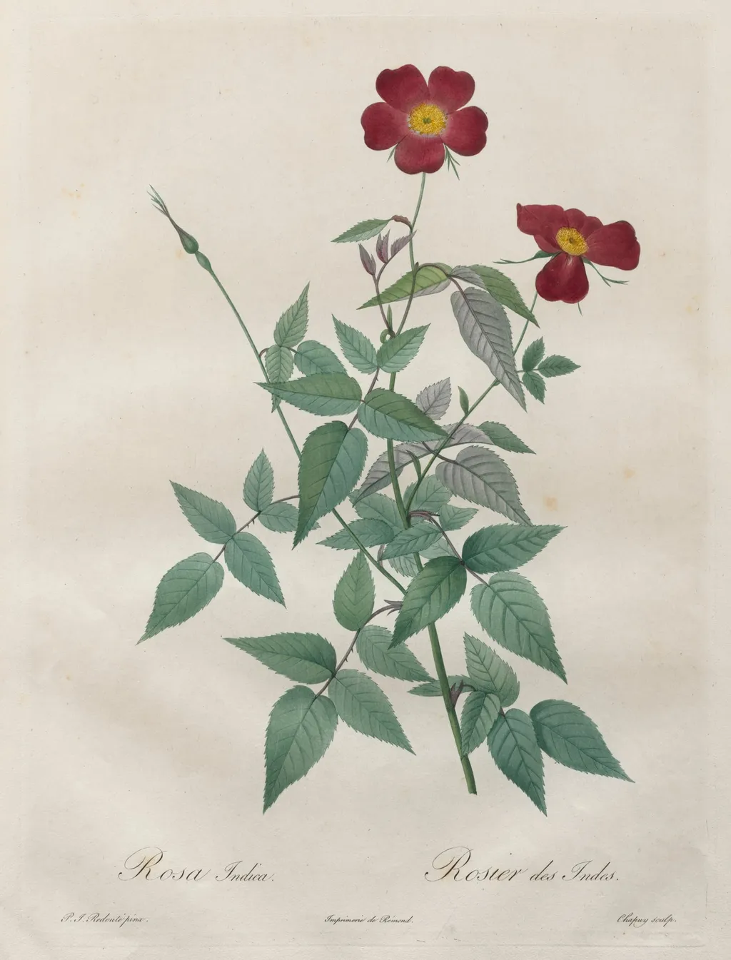 Les Roses: Rosa indica, by Henry Joseph Redouté, 1820