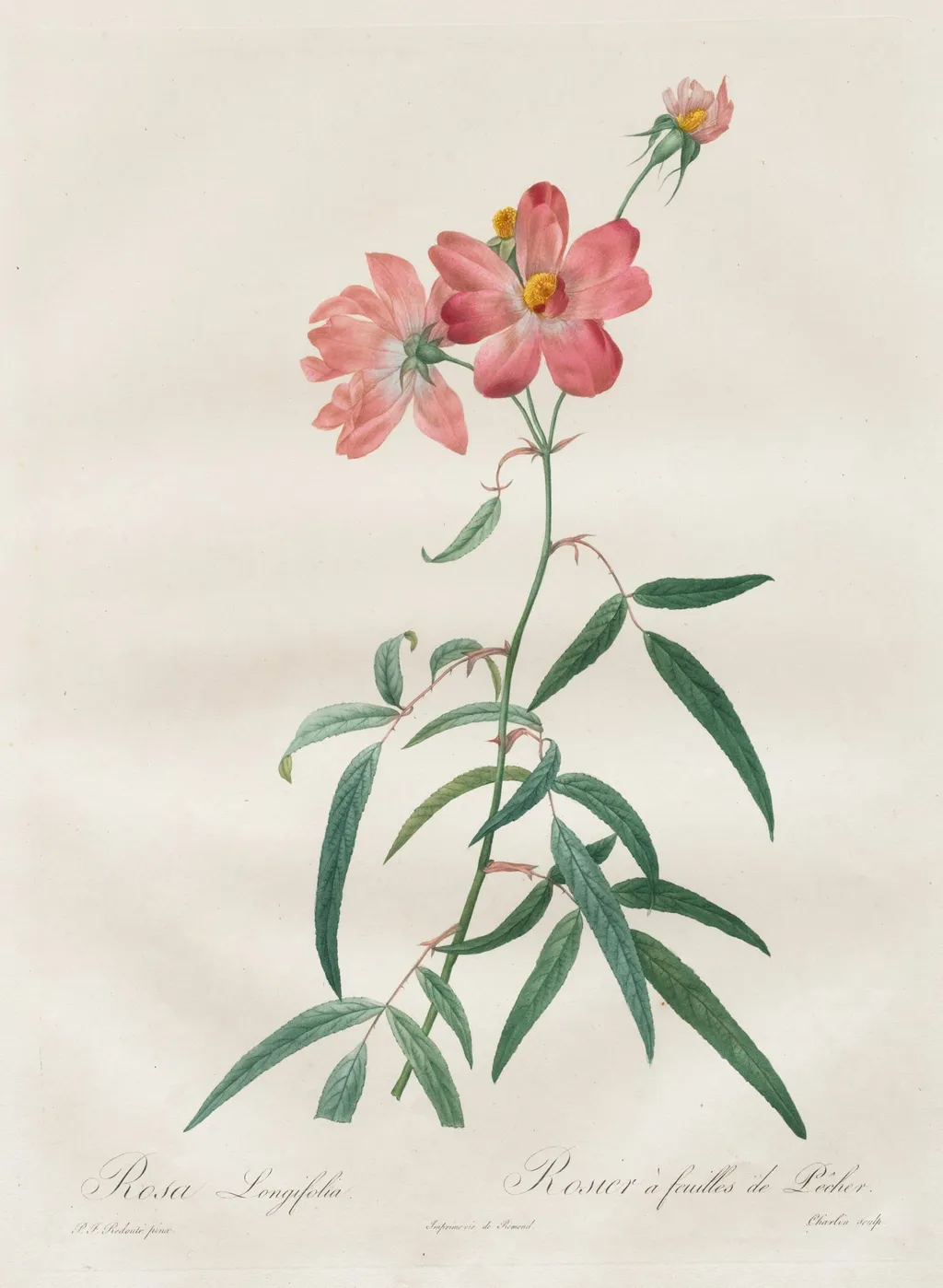 Les Roses: Rosa Longifolia, by Henry Joseph Redouté, 1820