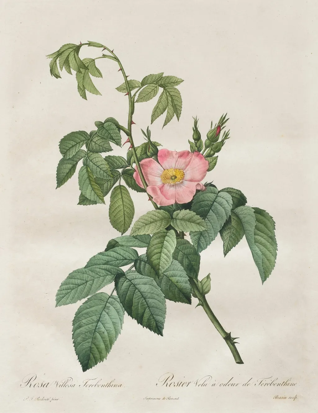 Les Roses: Rosa Villosa Terebenthina, by Henry Joseph Redouté, 1820