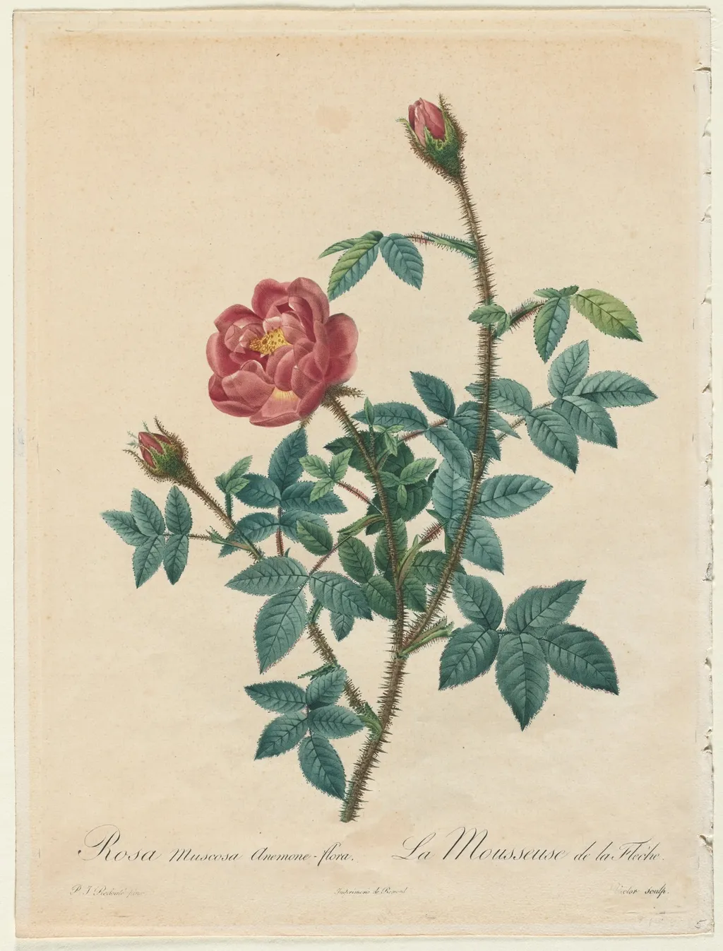 Moss Rose, by Henry Joseph Redouté, 1820
