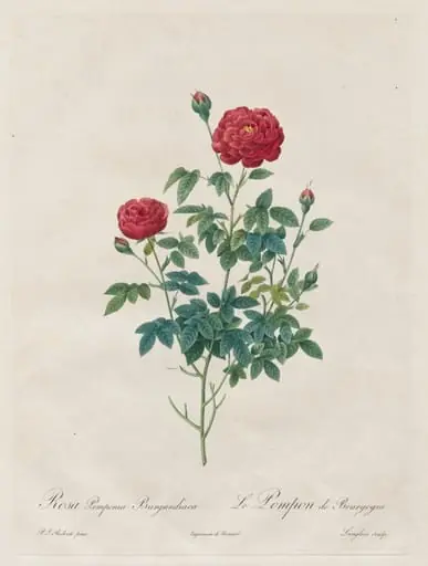 Pompon Rose, by Henry Joseph Redouté