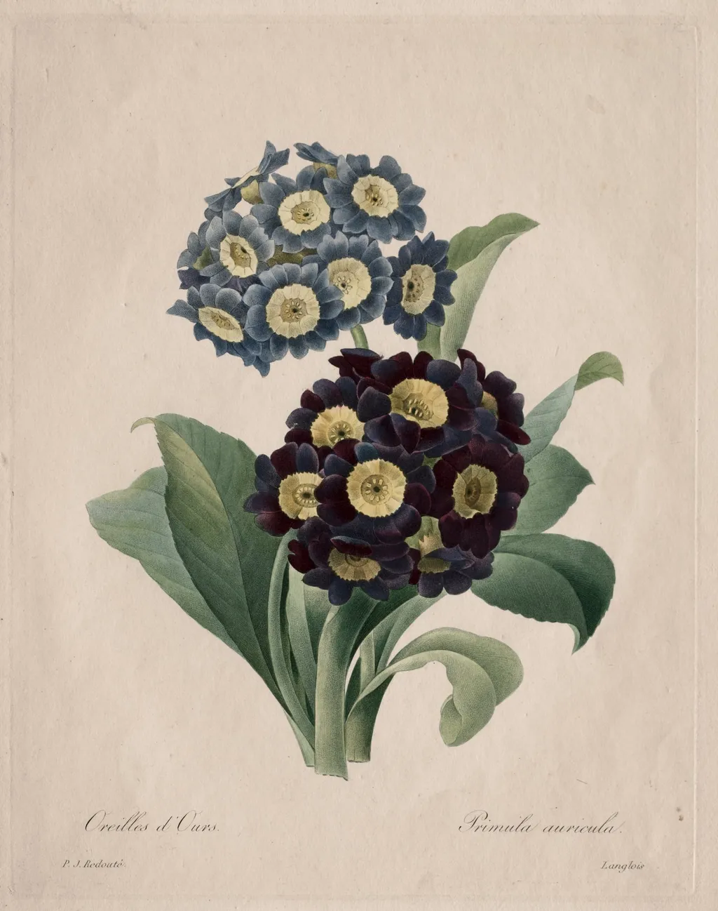 Primula auricula, by Henry Joseph Redouté, 1827