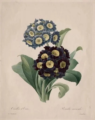 Primula auricula, by Henry Joseph Redouté