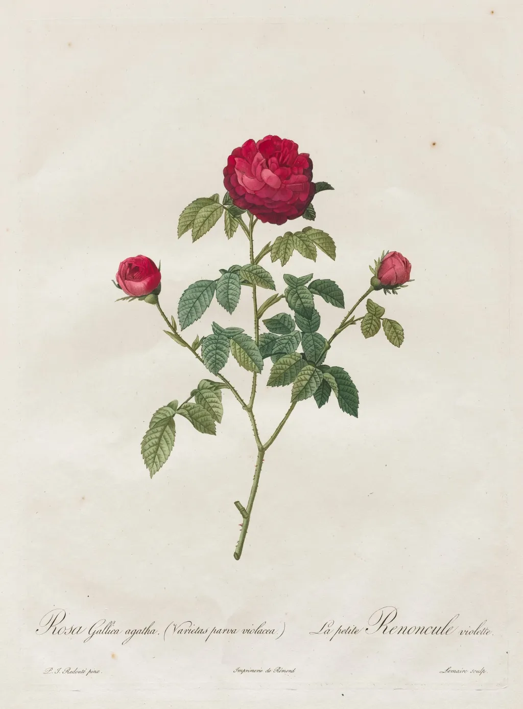 Provence or French Rose, by Henry Joseph Redouté, 1820