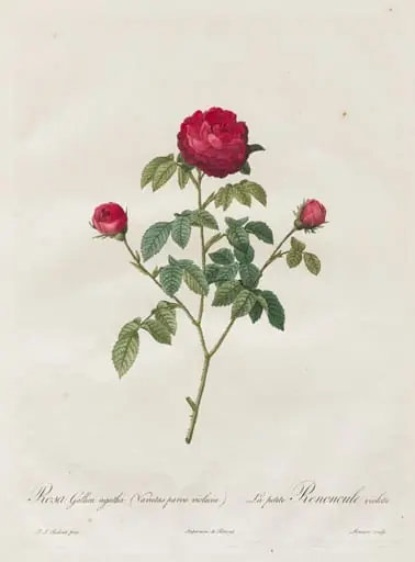 Provence or French Rose, by Henry Joseph Redouté