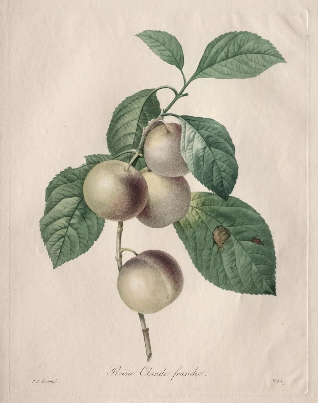 Reine Claude Plum, by Henry Joseph Redouté, 1827