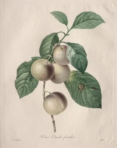 Reine Claude Plum, by Henry Joseph Redouté